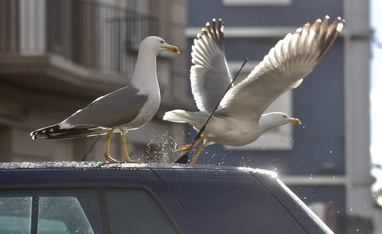 La población de gaviotas se redujo cerca de un 36% a lo largo de 2020