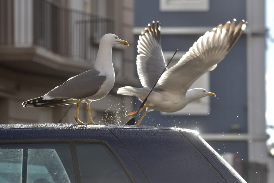 La población de gaviotas se redujo cerca de un 36% a lo largo de 2020