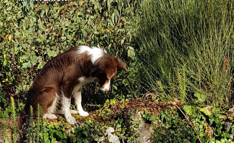 Trudi, la agente de cuatro patas que detecta cebos envenenados