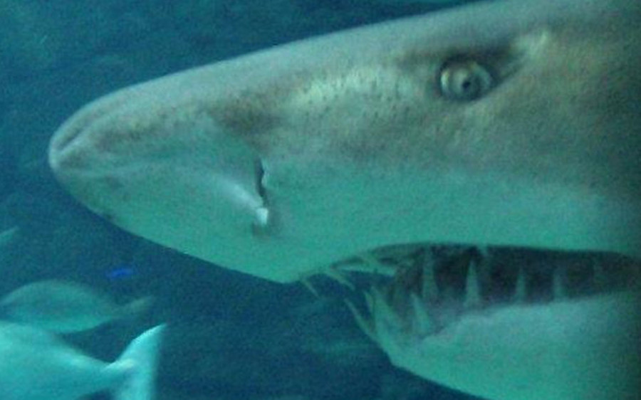 La Casa de los Peces acoge un taller de dibujo de tiburones para niños