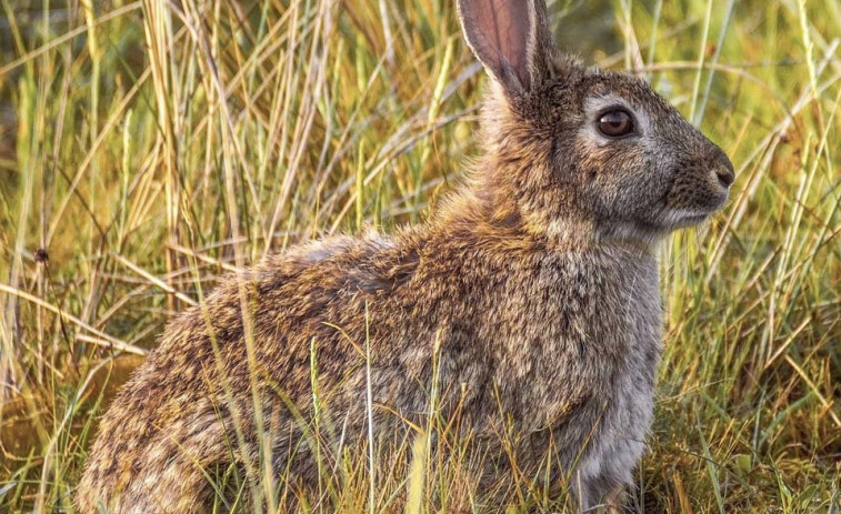 Denuncian el robo de doce conejos en Coirós