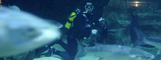 Los veterinarios recurren el concurso  del Acuario por ignorar una sentencia