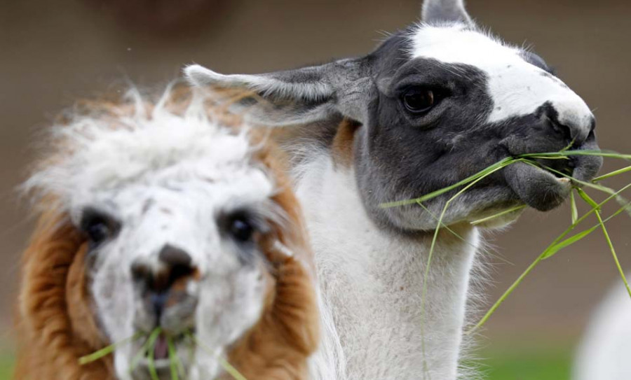 Las llamas, nuestros animales favoritos