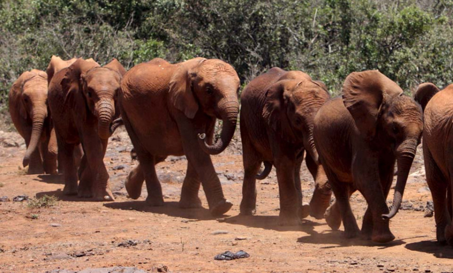 Baby boom de elefantes en Kenia