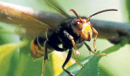 El impacto de la avispa asiática repercute en la comercialización de manzanas, peras y uvas