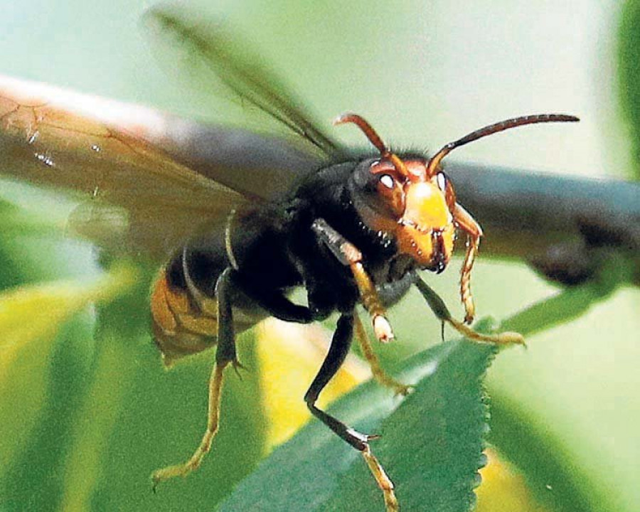 Los insectos ya van camino del aperitivo