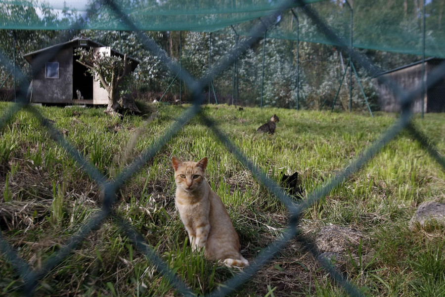 La asociación Libera anima a las protectoras a solicitar ayudas a la Xunta