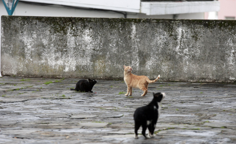 Miño soluciona el problema de los vecinos que dejaron de recibir ayuda a domicilio por la presencia de varios gatos