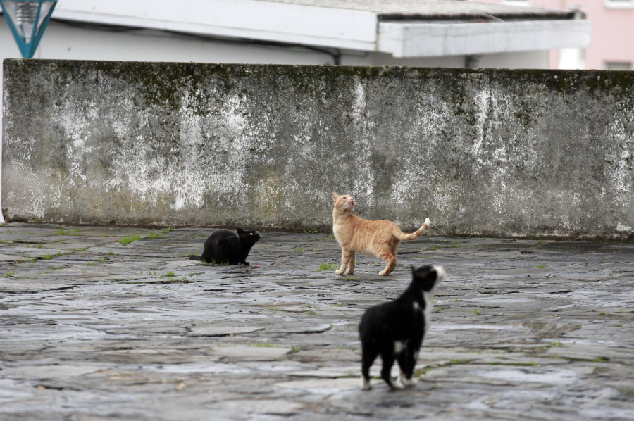Urgen medidas en Oleiros por la situación "deplorable" de varios gatos y un perro
