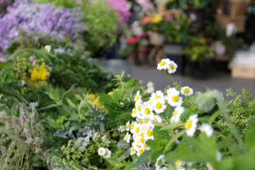 Hierbas de San Juan, en una floristería/EFE/Cabalar
