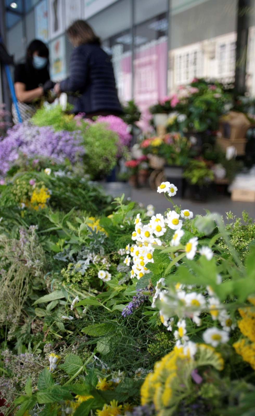 Hierbas de San Juan, en una floristería/EFE/Cabalar