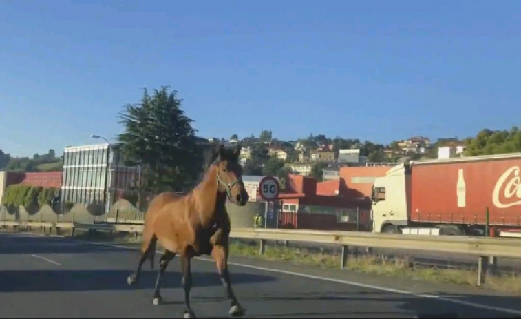 Un caballo cruza Alfonso Molina