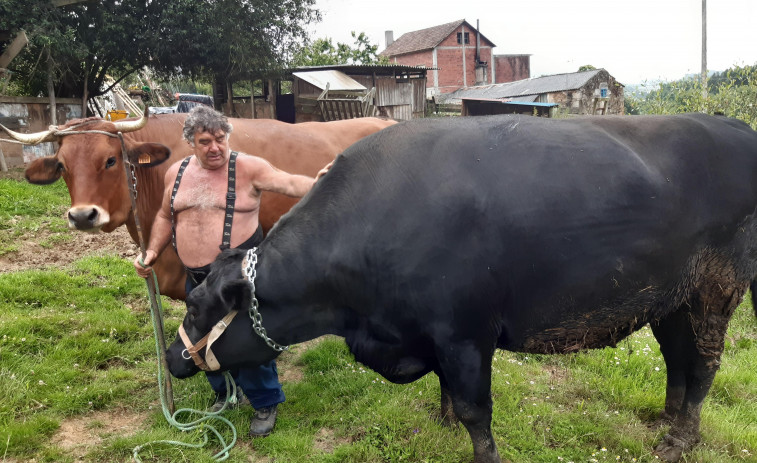 Un vecino de Monteagudo exhibe dos bueyes que crió con biberón y rebasan las dos toneladas