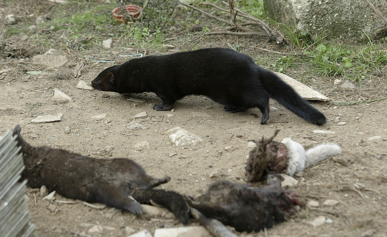 Detectado un nuevo brote en una granja de visones de Oza-Cesuras que alberga a casi 10.000 animales