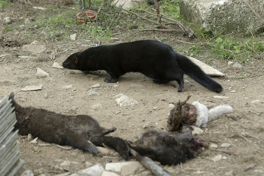 Detectado un nuevo brote en una granja de visones de Oza-Cesuras que alberga a casi 10.000 animales