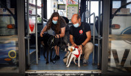 Ourense, entre las siete ciudades españolas que autorizan a los perros a viajar en el bus