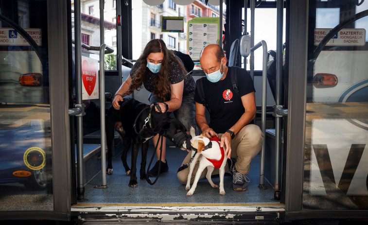 Ourense, entre las siete ciudades españolas que autorizan a los perros a viajar en el bus