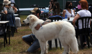 El número de perros registrados en A Coruña se dispara y superará los 30.000 ejemplares en 2022