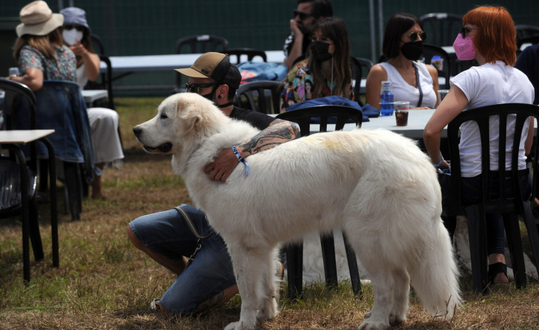 El número de perros registrados en A Coruña se dispara y superará los 30.000 ejemplares en 2022