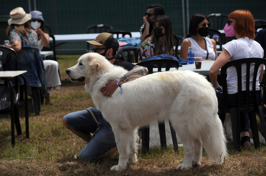 El número de perros registrados en A Coruña se dispara y superará los 30.000 ejemplares en 2022