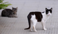 La población de gatos callejeros de A Coruña se disparó durante 2020