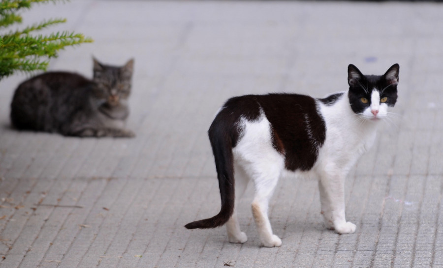 La población de gatos callejeros de A Coruña se disparó durante 2020