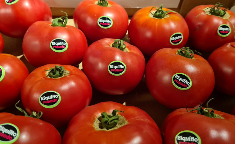 Los tomates más riquiños, mañana en la Plaza de Lugo de la mano de Chisco Jiménez