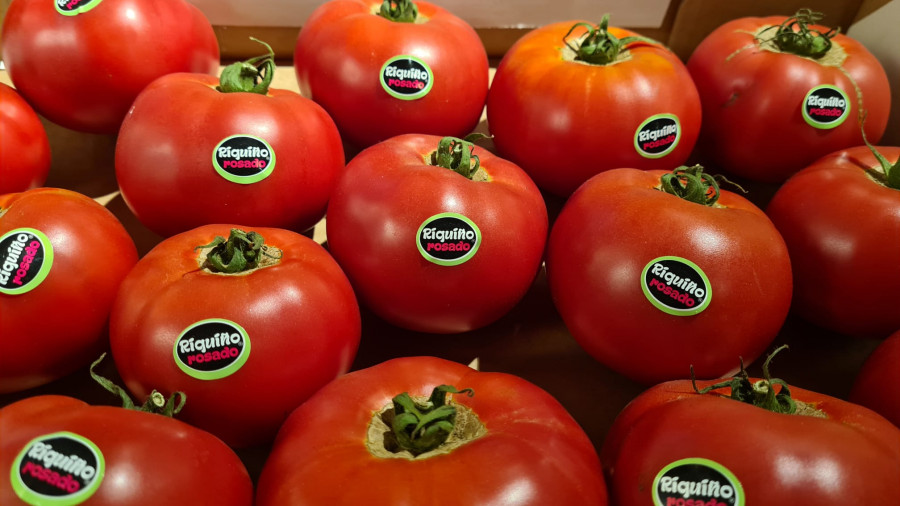 Los tomates más riquiños, mañana en la Plaza de Lugo de la mano de Chisco Jiménez