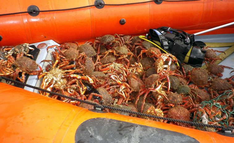 Decomisan 38 kilos de buey, 10 de centolla y 26 de otras especies en Oleiros