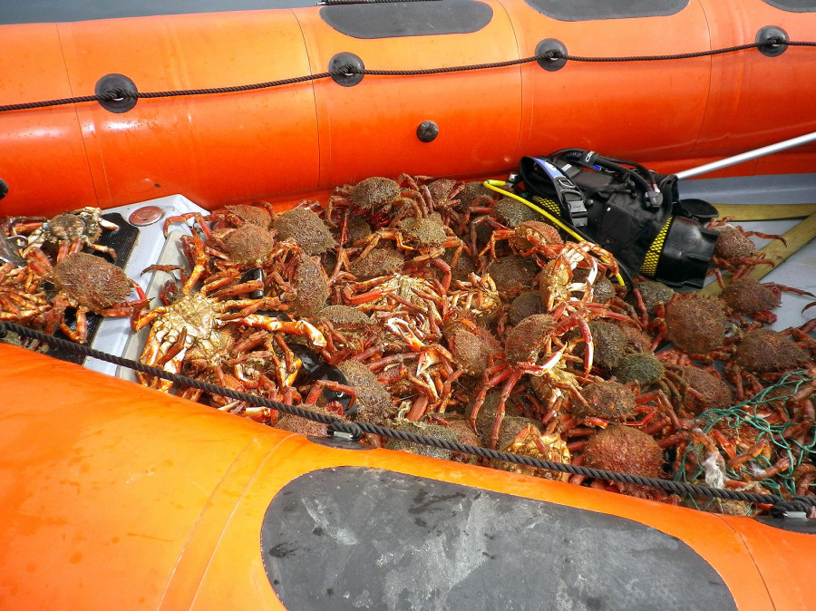 Decomisan 38 kilos de buey, 10 de centolla y 26 de otras especies en Oleiros