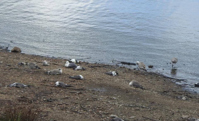 La Xunta prohíbe la pesca en el embalse de Vilagudín tras el envenenamiento de cientos de aves