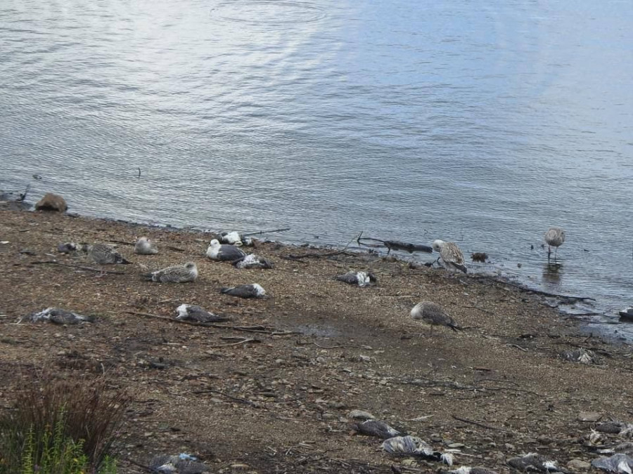 La Xunta prohíbe la pesca en el embalse de Vilagudín tras el envenenamiento de cientos de aves