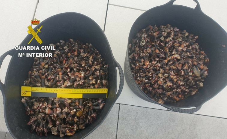 La Guardia Civil interviene 36,5 kilos de percebe extraído de forma ilegal en Suevos