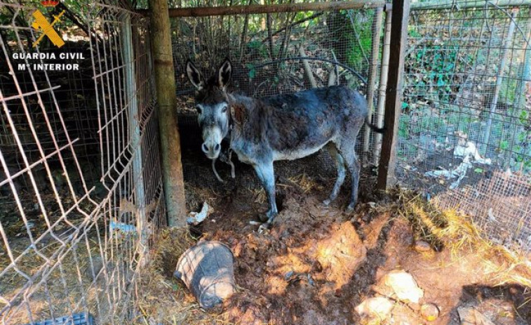 Investigado por tener 13 perros encerrados y un burro con heridas, además de aves protegidas
