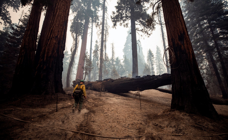 Miles de bomberos tratan de proteger del fuego a las secuoyas californianas
