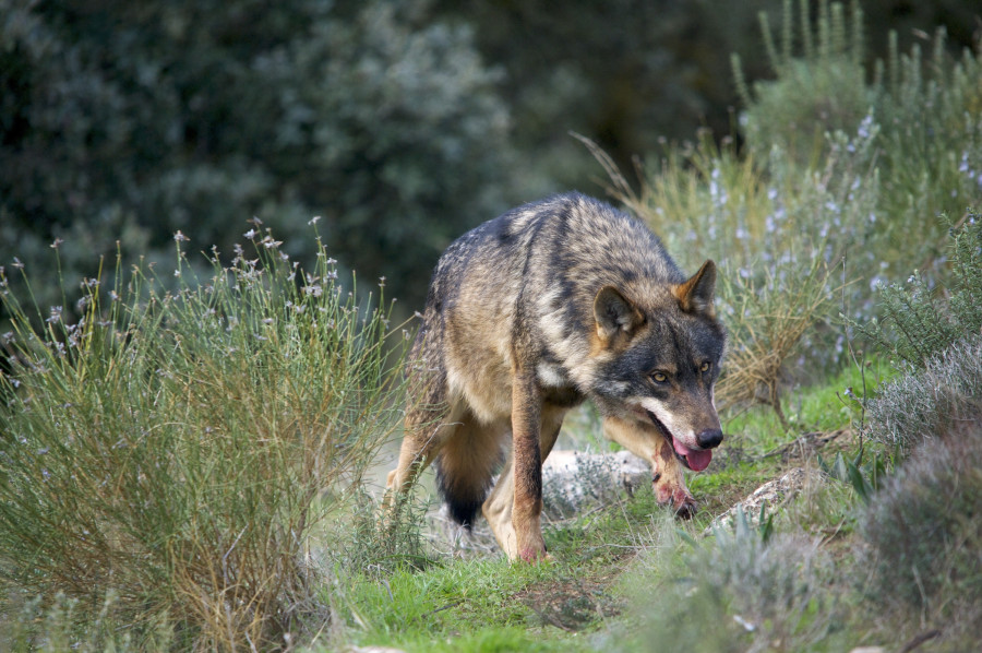Galicia, Asturias, Cantabria y CyL expondrán en Bruselas "la situación real" del lobo en estas comunidades