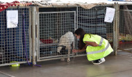 Un centenar de mascotas perdidas durante la erupción de La Palma han vuelto con sus amos