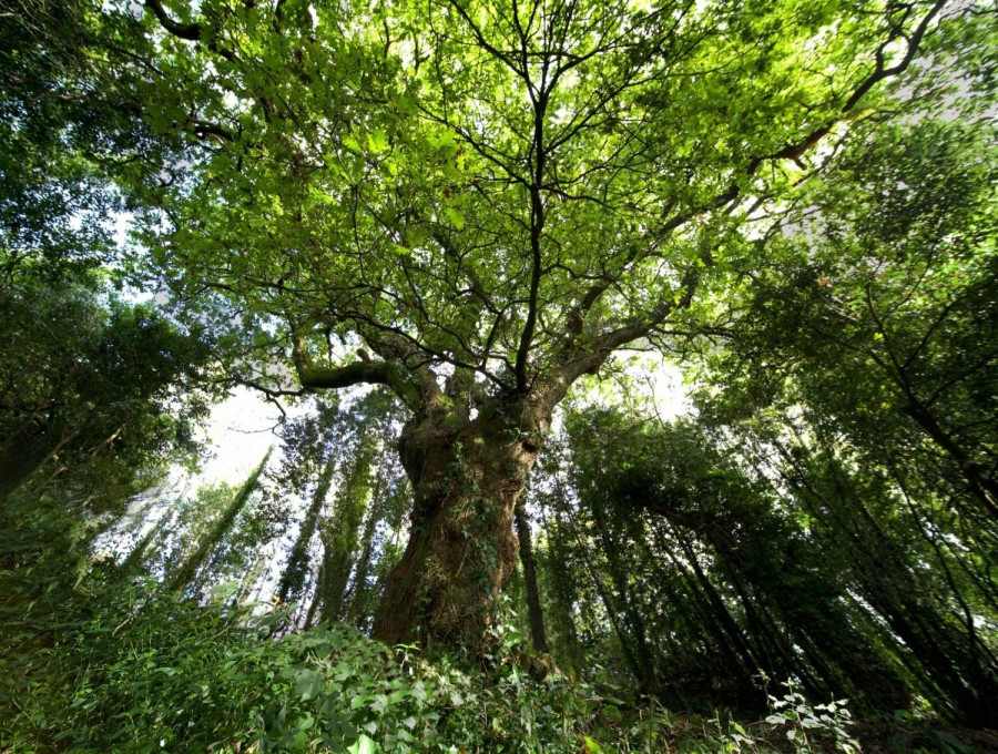 O Avó, el carballo del Banquete de Conxo, candidato a Árbol Europeo de 2022