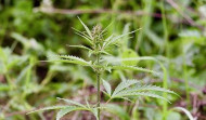 Luxemburgo permitirá poseer cuatro plantas de cannabis por hogar para consumo propio
