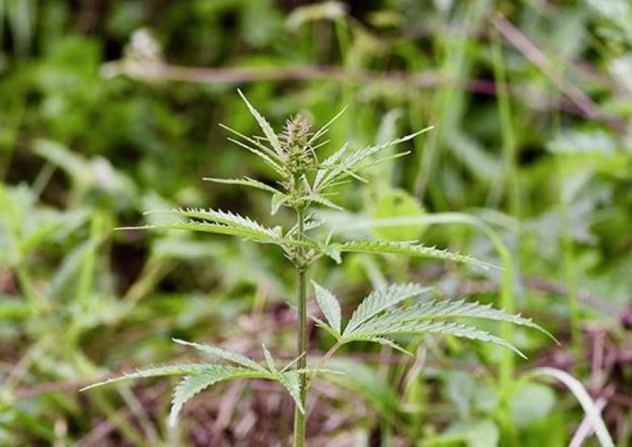 Luxemburgo permitirá poseer cuatro plantas de cannabis por hogar para consumo propio