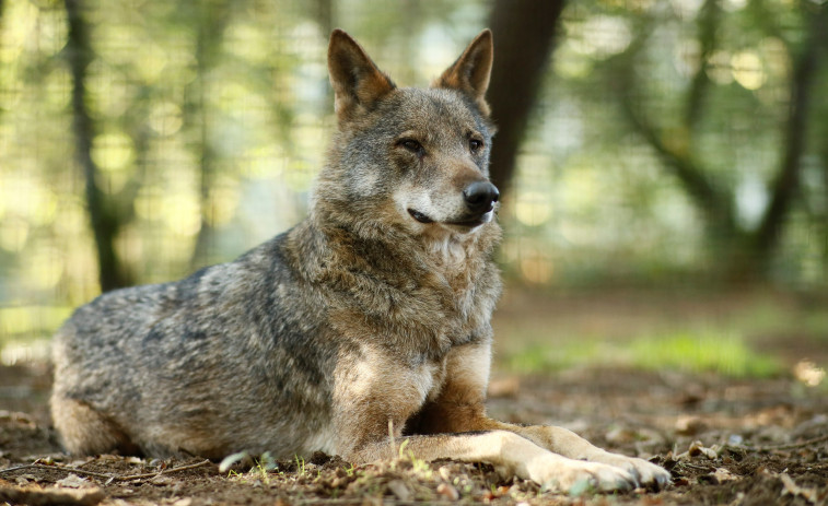 Los animalistas sugieren la aplicación del 155 en Galicia por la postura “antilobo” de la Xunta