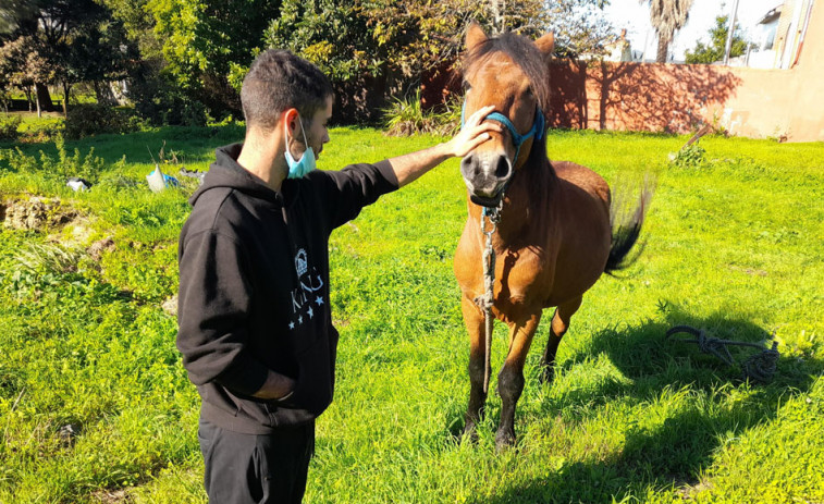 Un nuevo caballo fugitivo de San Vicente de Elviña logra llegar hasta la autopista