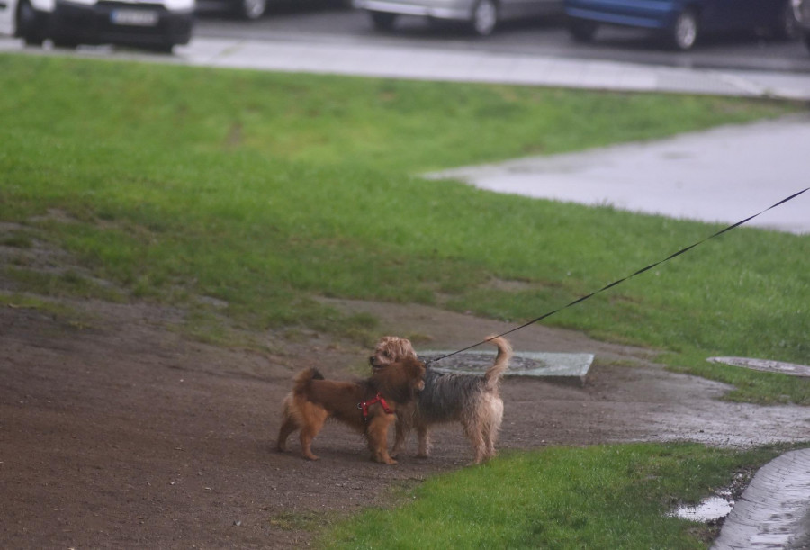 Detenido un hombre en Ourense por clavar alfileres en comida para perros