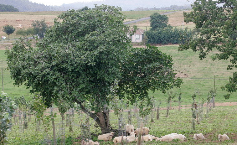 Medio Rural asesora a ganaderos para obtener más rendimientos a través de mejoras genéticas