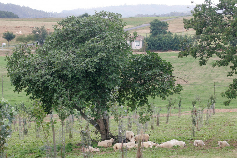 Medio Rural asesora a ganaderos para obtener más rendimientos a través de mejoras genéticas