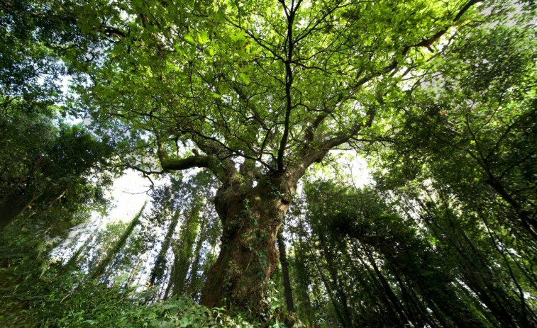 El carballo de Conxo gana el reconocimiento de Árbol Español 2022 y competirá a nivel europeo
