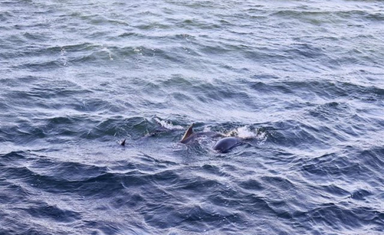 Liberados los tres delfines varados en A Toxa gracias a un operativo con medio centenar de voluntarios