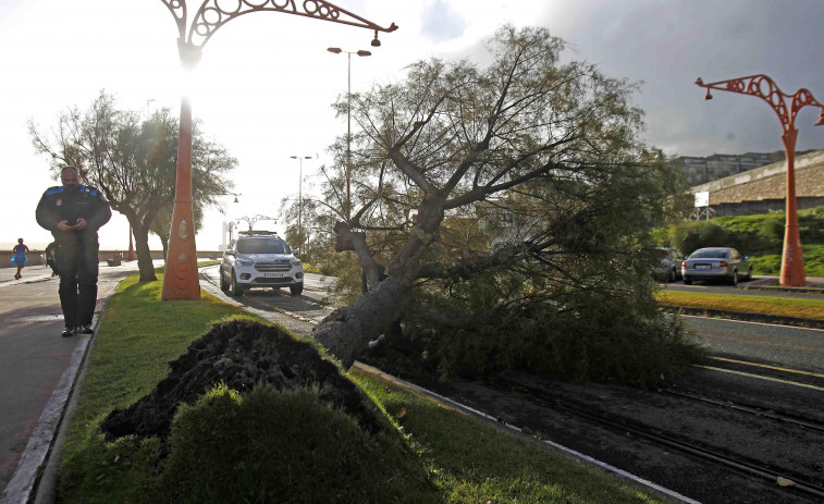 El temporal causa daños a varios árboles del Paseo Marítimo
