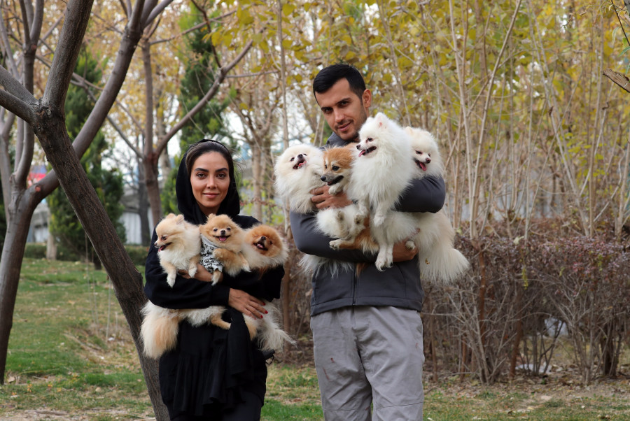 Ni perros ni gatos, Irán se plantea la prohibición de las mascotas
