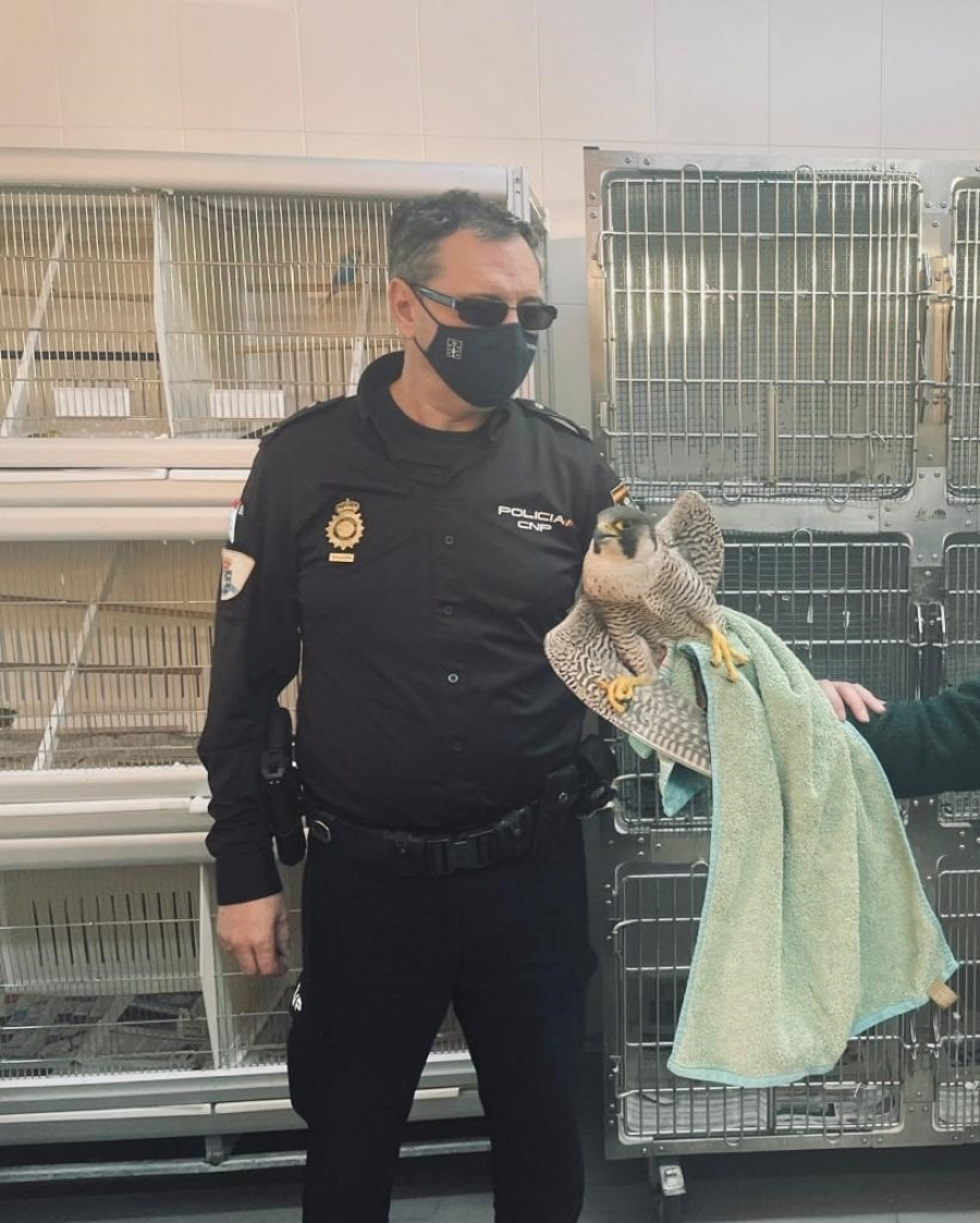 Rescatan a un halcón peregrino herido por arma de fuego en Santiago